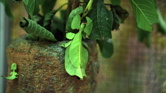 Leaf Insect the green Phylliidae sticking under a leaf and well camouflaged and themes towards the stem