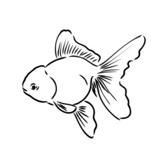 goldfish , hand drawing, vector illustration isolated on white background aquarium fish vector