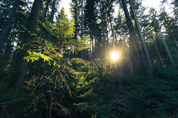 Sonnenuntergang im Harz hinter Bäumen