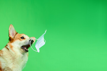 Funny studio portrait of a Welsh Corgi Pembroke dog on a green background. The dog doesn't want to wear a medical mask. The dog wants to eat the mask. The dog wants to catch the mask.