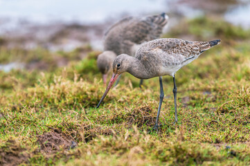 Black-tailed Godwit, Limosa limosa in environment