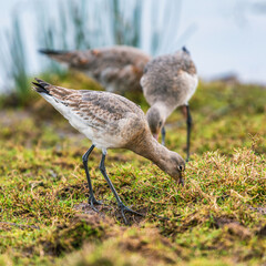 Black-tailed Godwit, Limosa limosa in environment