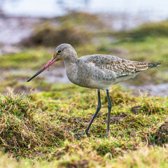 Black-tailed Godwit, Limosa limosa in environment