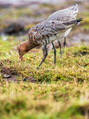 Black-tailed Godwit, Limosa limosa in environment