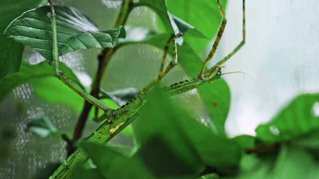 Large green Indonesian beetle the Phasmatoptera cyphocraniu gigas from the family of fowl sitting on the leaves