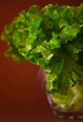 Lettuce leaves on colored background