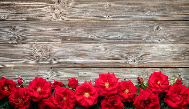 Red roses on rustic wooden board