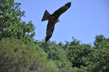 aigle dans le ciel