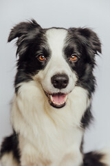 Cute puppy dog border collie with funny face isolated on white background. Cute pet dog. Pet animal life concept