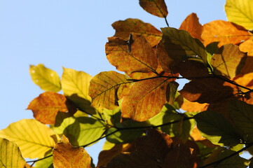 Buchenlaub im Herbst