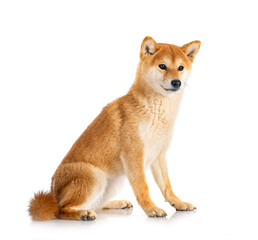 shiba inu in studio