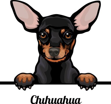 Chuhuahua - Color Peeking Dogs - dog breed. Color image of a dogs head isolated on a white background