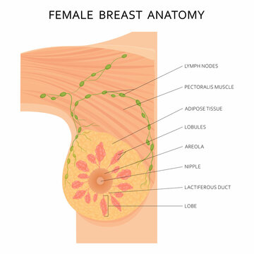 Female breast labelling Diagram