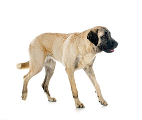 Obraz premium Kangal Shepherd Dog