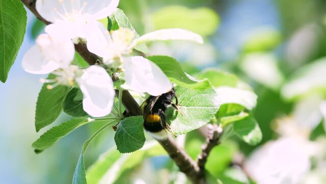 Bumblebee climbs on a leaf. Spring time. Bumblebee on an apple tree close-up.