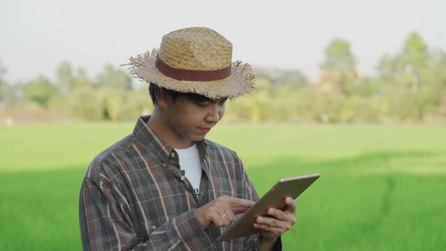 Asian farmers with tablet in his hand working in family organic rice plantation. Modern technology for smart farming agriculture.