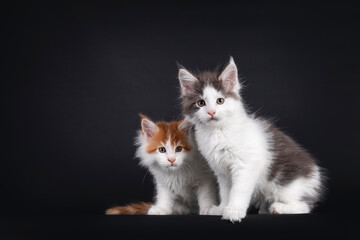 Two adorable Maine Coon cat kitten, sitting beside each other. Looking very curious towards camera. isolated on a black background.