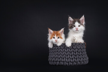Two adorable Maine Coon cat kitten, sitting together in a knitted basket. Looking very curious towards camera. isolated on a black background.