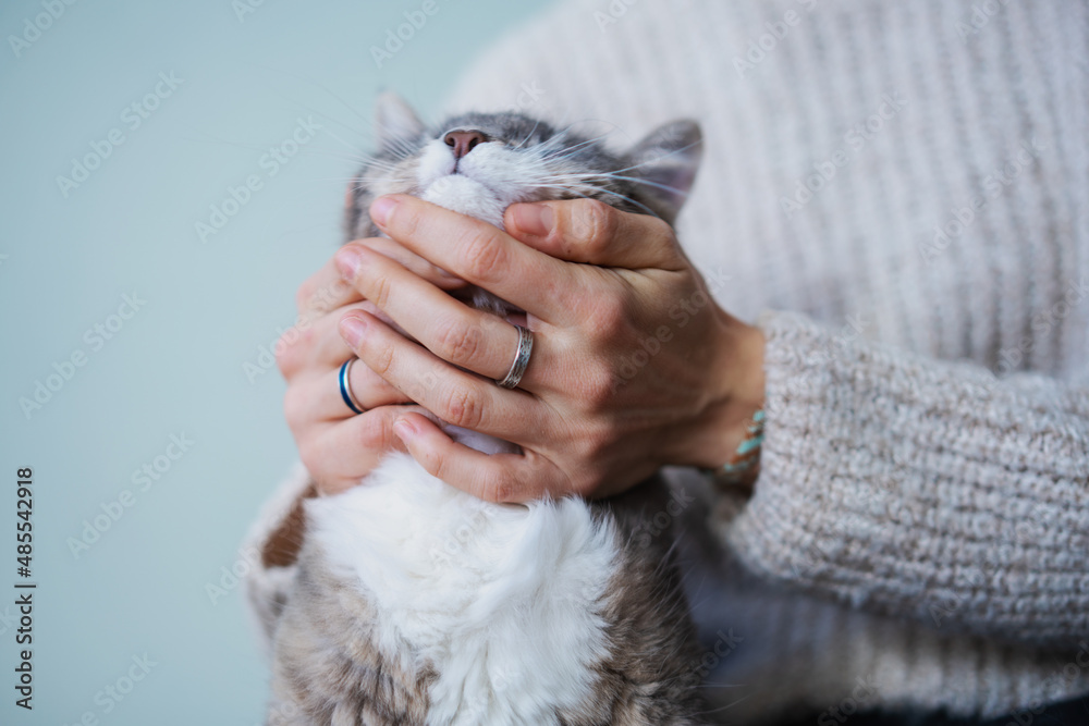 Wall mural female hands affectionately stroke a beautiful gray fluffy cat, close up