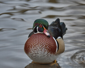Drake Wood duck or Carolina duck.