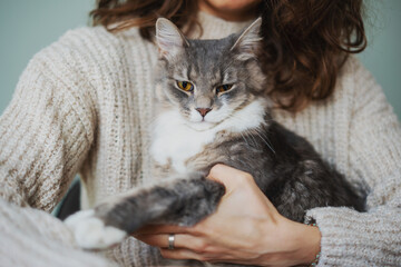 Beautiful fluffy gray cat pet with yellow eyes sitting in the arms of the owner woman