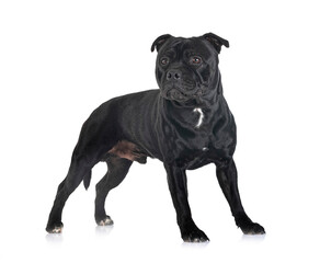 staffordshire bull terrier