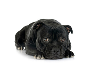 staffordshire bull terrier