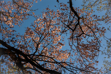 朝日に輝く桜