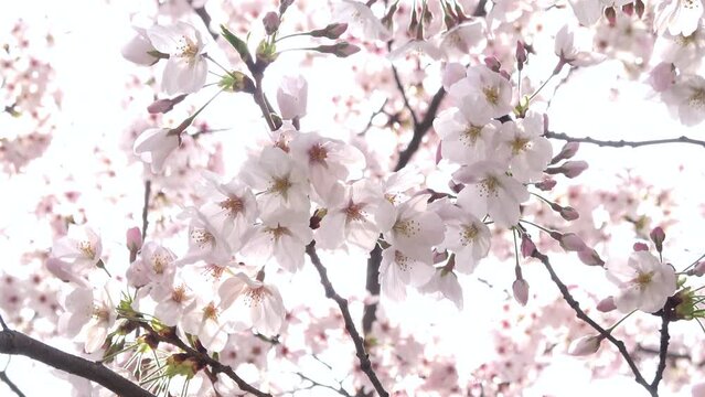 満開の桜とフレアのクローズアップ  ソメイヨシノの花びら 4K