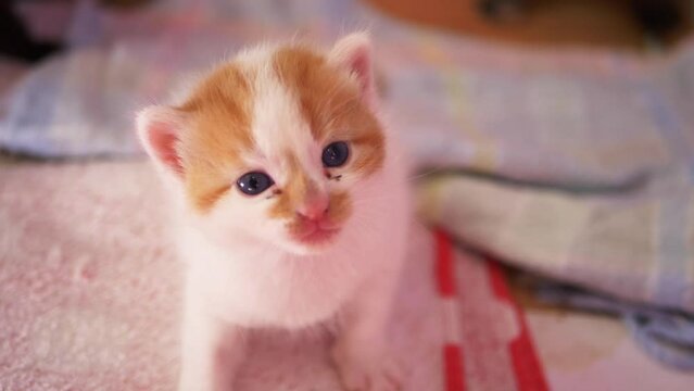 Tiny adorable ginger and white kitten looks at camera