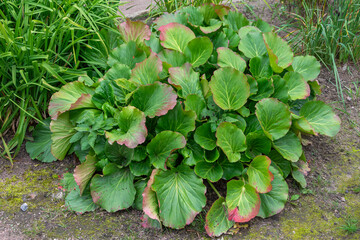 Decorative well-groomed badan bush