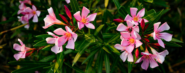 Close up leaf and flowers in the garden