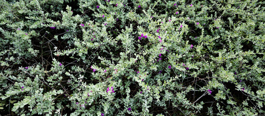 Close up leaf and flowers in the garden