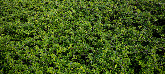 Close up leaf and flowers in the garden