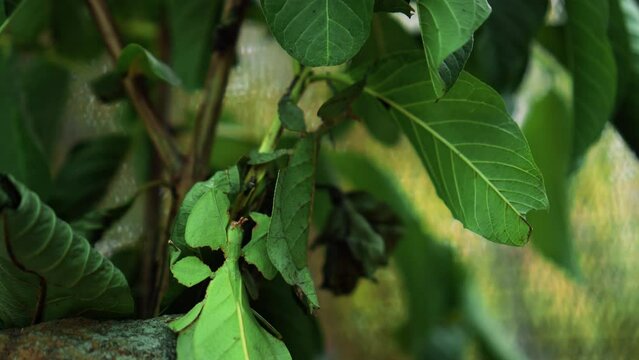 Leaf Insect the green Phylliidae sticking under a leaf and well camouflaged and themes towards the stem
