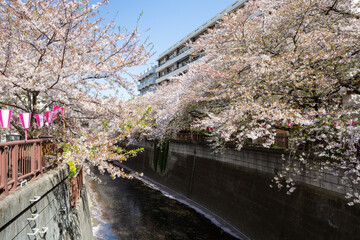 Fototapeta na wymiar Cherry blossom at Nakameguro, Tokyo, Japan