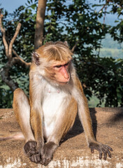 Fototapeta premium Makaken (Affen) auf Sri Lanka