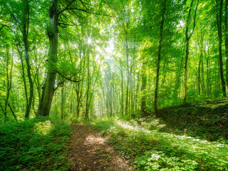 Footpath through bright natural sunny green forest in summer