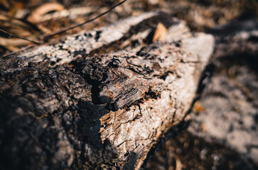 Tree trunk