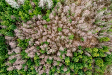 Forêt de feuillus et de conifères