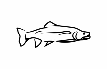 Trout Fish