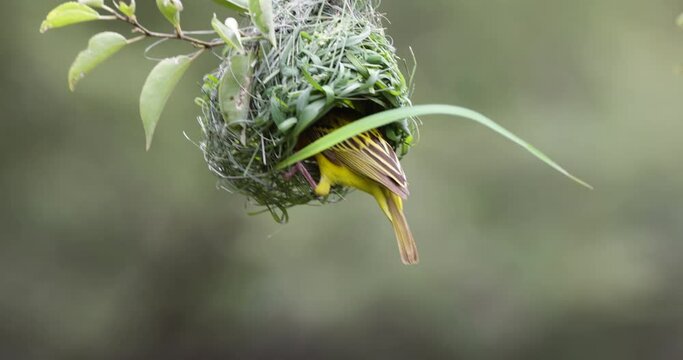 Slow motion.Close-up.Southern masked weaver bird building a new nest home 