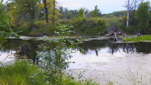 View of the lake or river through the branches and leaves. The ripples on the water. Forest on the opposite Bank