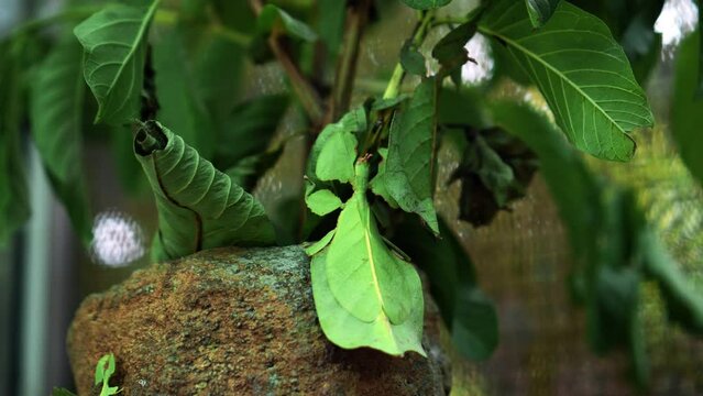 Leaf Insect the green Phylliidae sticking under a leaf and well camouflaged and themes towards the stem