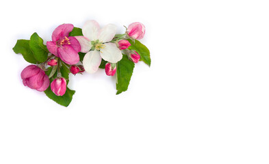 Flowers apple tree, pink and white blossom on a white background with space for text. Top view, flat lay