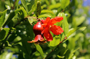 Nar ağacı dalında çiçek ve meyvesi