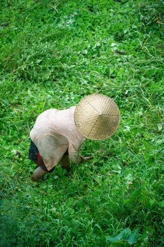 Worker in an asian field