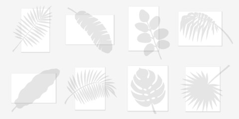 Fototapeta na wymiar Transparent overlay shadow of palm leaves