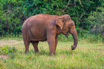 Fototapeta na wymiar Elephants in the National Park Yala, Sri Lanka