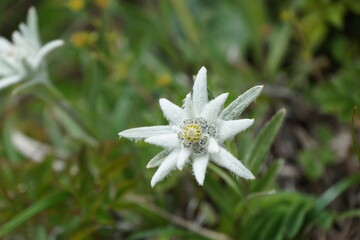 ハヤチネウスユキソウ